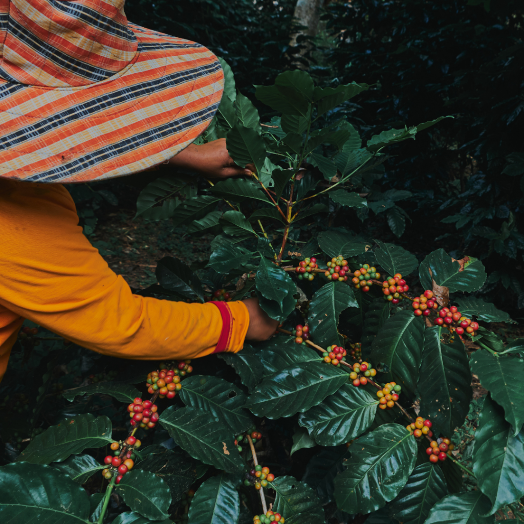 The Journey from Bean to Cup - Indigo Valley - Indigo Valley