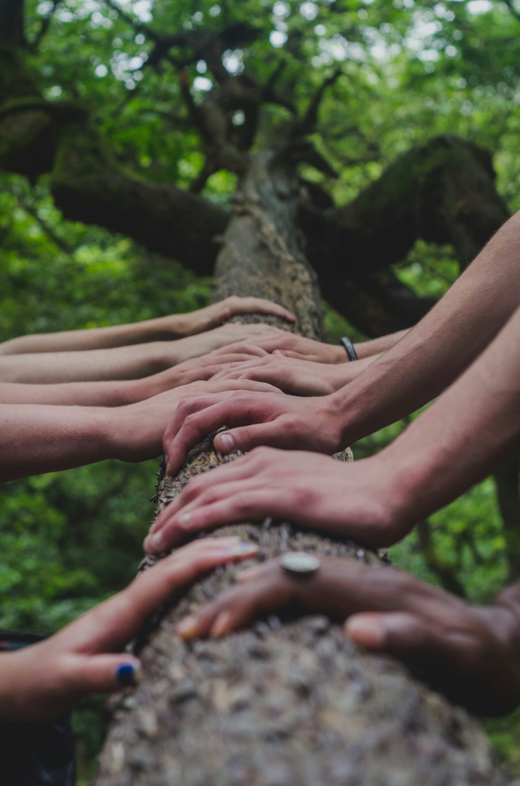 Group of people placing their hands on a tree trunk in a forest setting