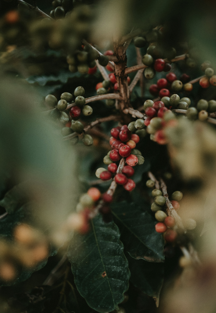 Screenshot 2026-08-11 at 153114 - Indigo Valley Close-up of coffee cherries ripening on the branch, a mix of red and green berries among dark green leaves.