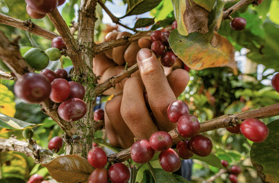 A hand plucks ripe red berries from a branch on a fruit tree in bright light.